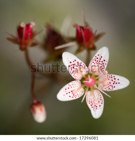 Closeup of very nice flower