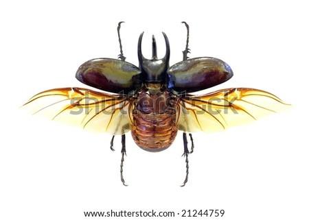 stock-photo-exotoc-beetle-chalcosoma-atlas-in-fly-isolated-21244759.jpg
