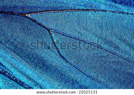 Texture Of Butterfly Wing (Blue Morpho) Stock Photo 220
