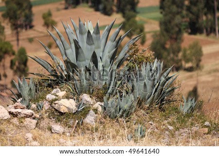 Peruvian agave plant from Huancayo