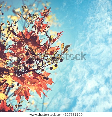 autumn red  leaves against blue cloudy sky; floral background   with vintage color