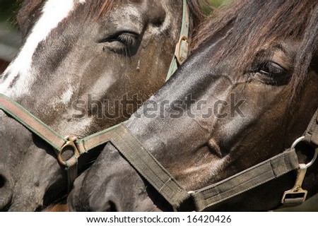 Close up Of two Horse heads. Two horses together