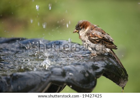 A Sparrow drinking water at fountain