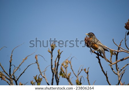 Small bird against blue sky sitting on a twig