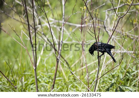 red wings bird singing  on a  sitting  on a twig with  industrial background