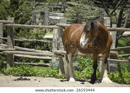 horse on a farm pen /  domestic animal