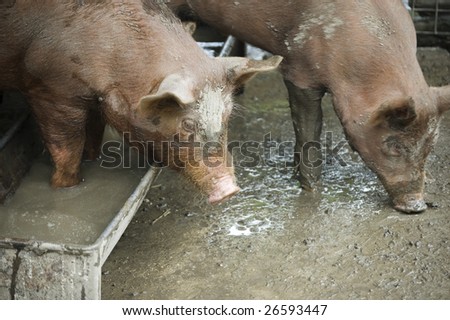 fat dirty pig on a farm pen /   domestic animal
