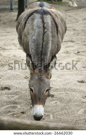 muzzling  donkey on  farm pen /  domestic animal
