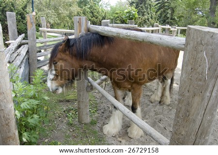 Horse looking over fence of livestock pen