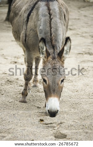 close up of  donkey head /  farm animal