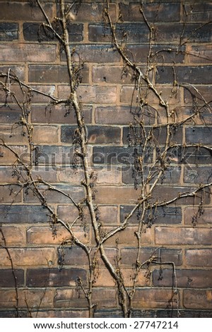 vine plant on an old weathered brick wall / abstract grungy background