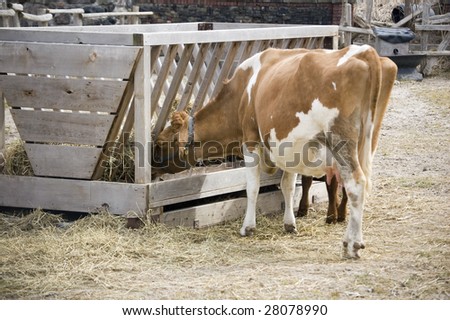 stock-photo-brown-and-white-cow-at-hay-rack-chewing-straw-28078990.jpg