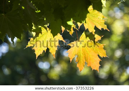 autumn red maple leaves floral background