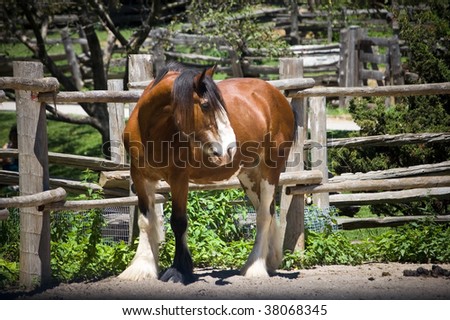looking standing horse animal