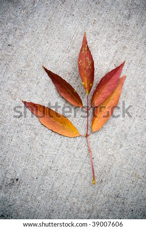 grunge still-life autumn, red maple leaves floral background