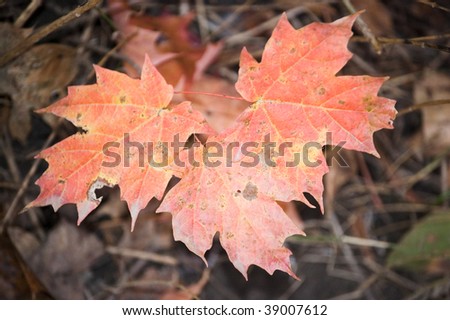 autumn red maple leaves floral background