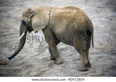 elephant wild animal