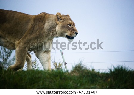 wild animals pictures lion. stock photo : female lion wild