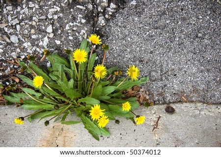 shabby asphalt , gunge yellow dandelion , flower background