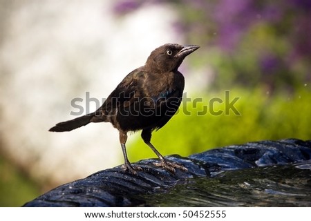 starling , fountain , small bird , wild animals