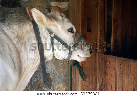 cow  head , in a barn, farm  animal