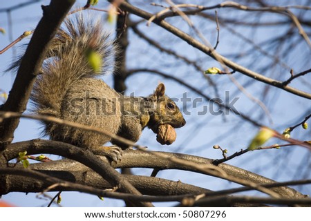 tree , chewing nut squirrel wild animal