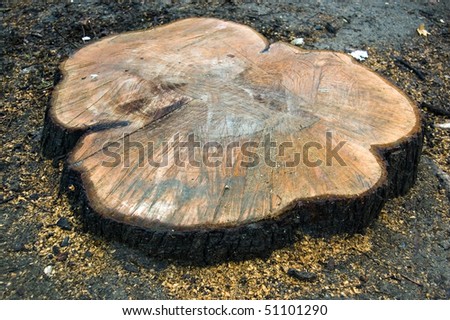 cut stump