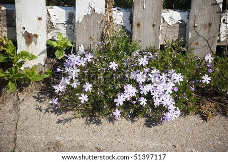 fence , asphalt , gunge bunch of white flower background
