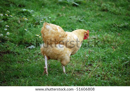grass , chicken bird farm animals