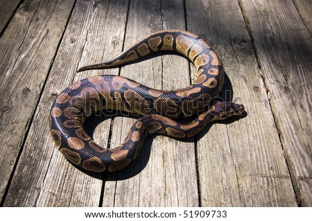 Royal Python Snake Stock Photo 51909733 : Shutterstock
