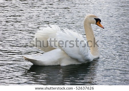 pond , swimming swan , bird wild animals