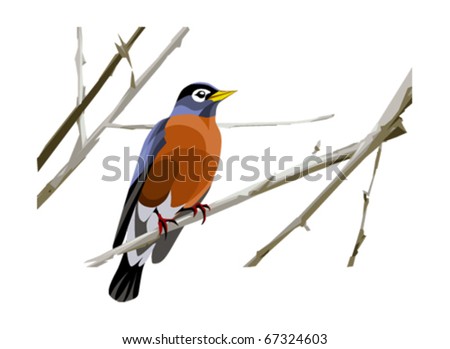 robin on tree