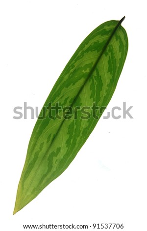a long leaf