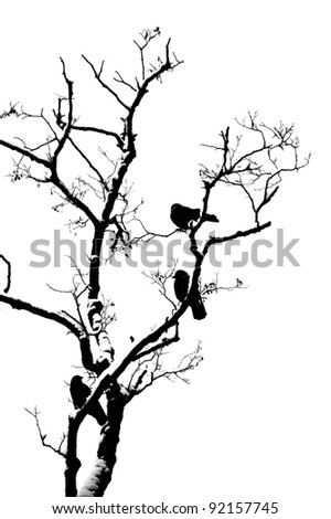 Bird Tree Silhouette