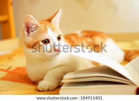 Red and white kitten attentively looks to the side