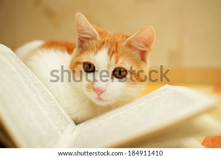 Red and white kitten attentively looks at the book