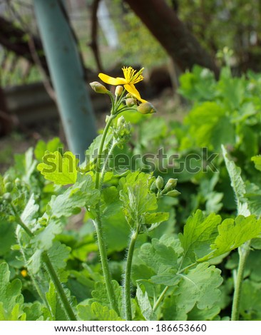 plant, celandine,therapeutic, medicinal, plant,nature, life, season,  leaves, buds, green