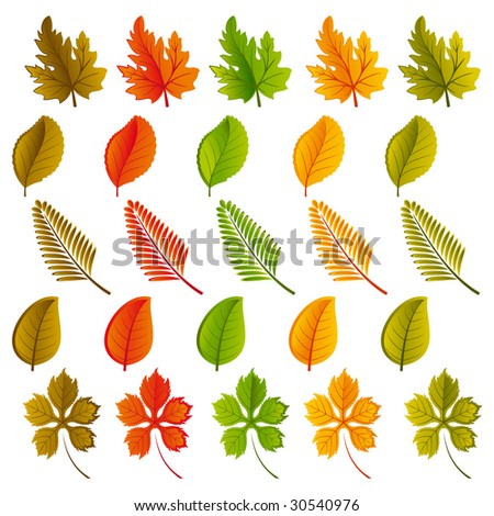 Raster version of vector set of leaves of various shapes and colors