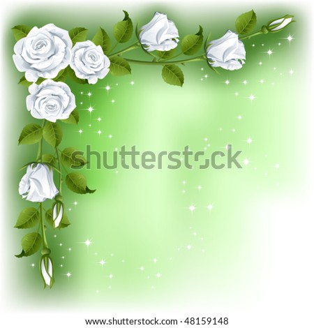 green white roses