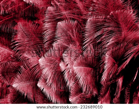 red feather background