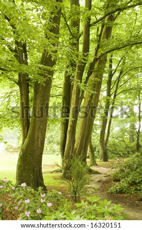 beech Trees along a footpath in het forest with flowers