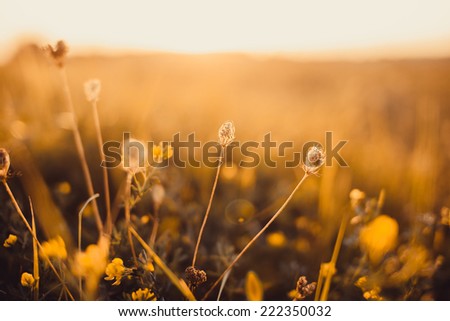beautiful lush grass at sunset in a meadow grows