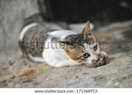 Thai Cat eat rat on the Ground