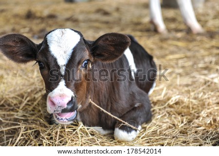 Black and white spotted young cow calf in hay