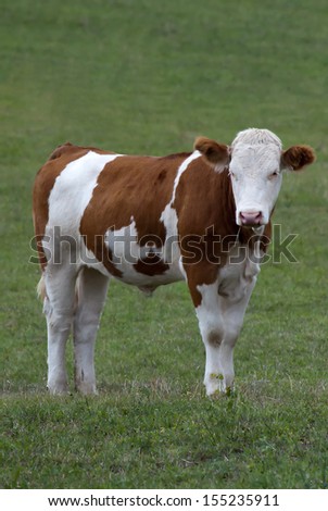 Young bull on green grass with a blade of grass in mouth
