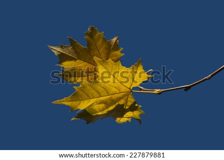 Autumn leaves isolated on a blue sky