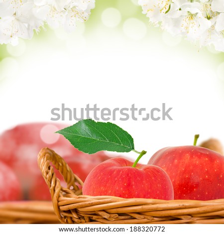 Photo of red and green apples in basket with apple blossom background