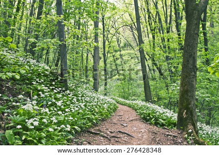 Hiking trail in the woods