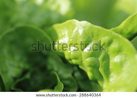 Buttercrunch lettuce leaves - background. \
Fresh green lettuce leaves with silky, shining surface in selective focus.
