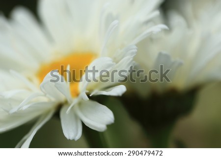 Closeup of shasta daisy - a variety with white frizzy petals around the yolk like center.Selective focus on petal texture.